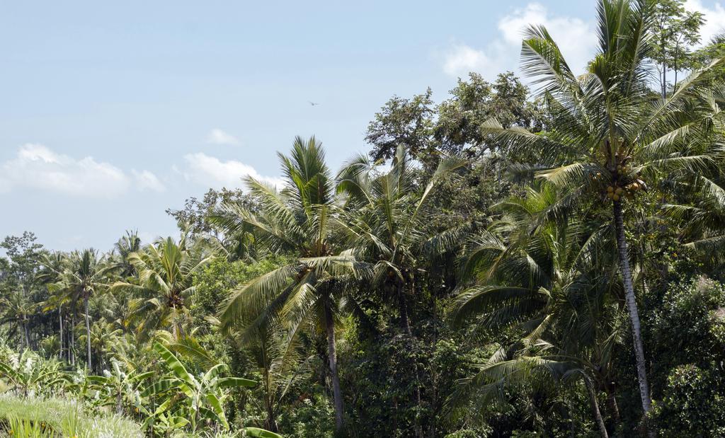 Vila Graha Rusni Ubud Exteriér fotografie